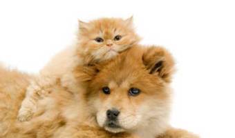 cats-with-dogs-2